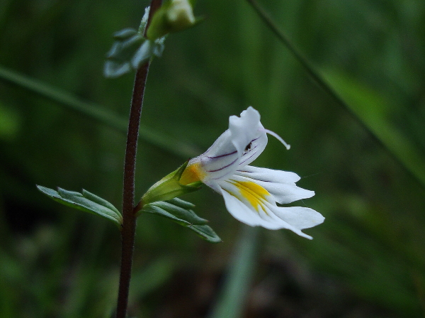 Euphrasia marchesettii / Eufrasia di Marchesetti